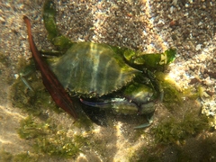 Callinectes bellicosus