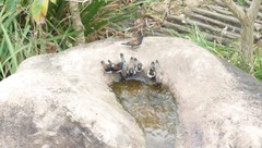 Spermestes bicolor nigriceps