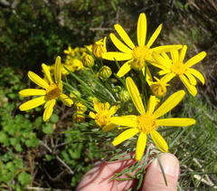 Euryops rehmannii