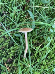 Inocybe lacera