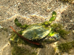 Callinectes bellicosus