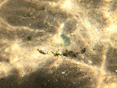 Callinectes bellicosus