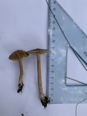 Inocybe lacera