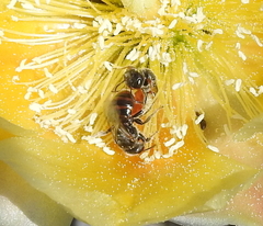 Macrotera