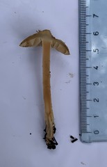 Inocybe lacera