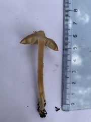 Inocybe lacera