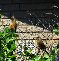 Colius striatus minor