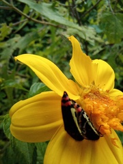 Acmaeodera flavomarginata