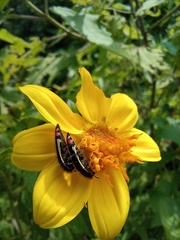 Acmaeodera flavomarginata