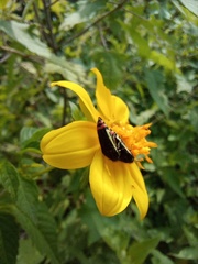 Acmaeodera flavomarginata