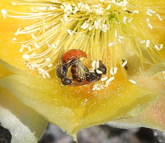 Macrotera