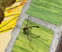 Victoriana attenuata