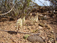 Eriospermum paradoxum