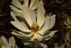 Leucadendron loranthifolium