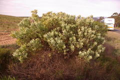 Leucadendron loranthifolium