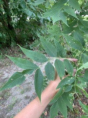 Fraxinus pennsylvanica