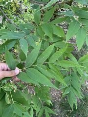 Fraxinus pennsylvanica