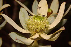 Leucadendron loranthifolium