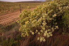 Leucadendron loranthifolium