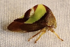 Smilia fasciata