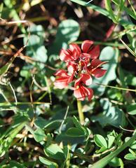 Indigofera procumbens