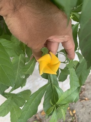 Tabernaemontana grandiflora