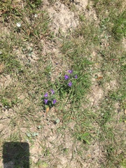 Scutellaria drummondii