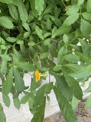 Tabernaemontana grandiflora