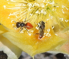 Macrotera