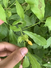 Tabernaemontana grandiflora