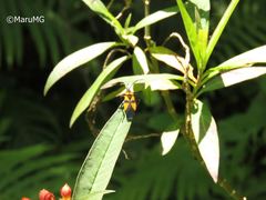 Oncopeltus varicolor varicolor