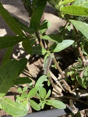 Malacosoma constricta