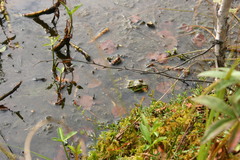 Pelophylax lessonae