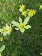 Moraea bulbillifera