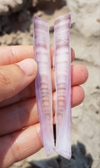 Ensis minor