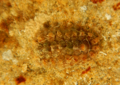 Acanthochitona fascicularis