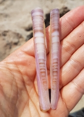 Ensis minor