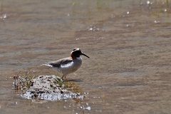 Phegornis mitchellii