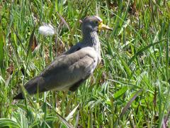 Vanellus senegallus lateralis