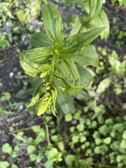 Digitalis grandiflora