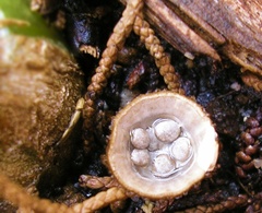 Cyathus olla image