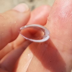 Ensis minor