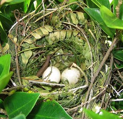 Colius striatus minor