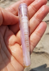 Ensis minor