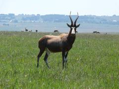 Damaliscus pygargus phillipsi
