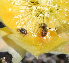 Macrotera