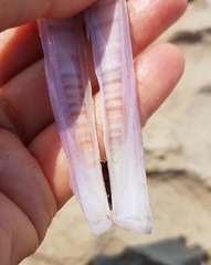 Ensis minor