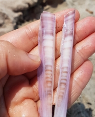 Ensis minor