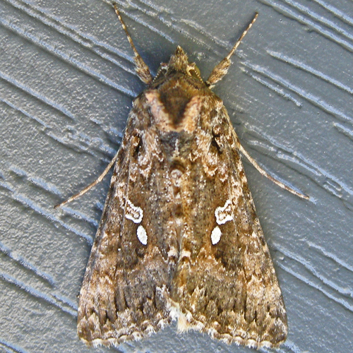 Cabbage Looper Moth photo 4