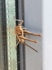 Antaxius spinibrachius